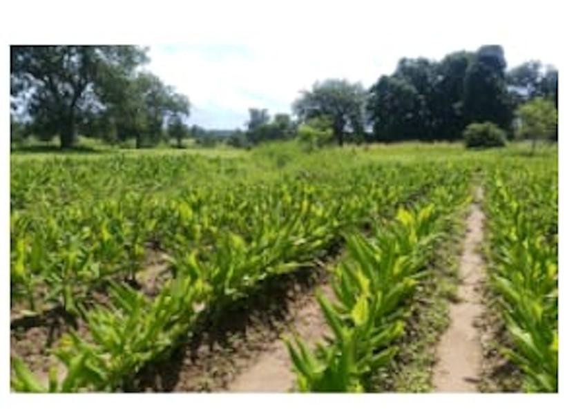 हल्दी और अदरक की फसल से मालामाल हो रही महिलाएं