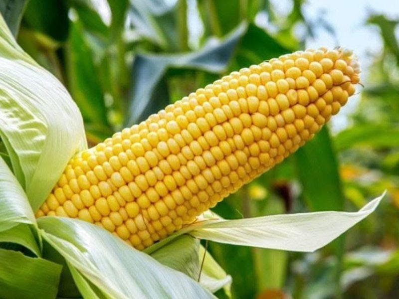 मक्का की पारंपरिक खेती से हटकर आधुनिक खेती में जुटे किसान...मिला इतना उत्पादन कि...