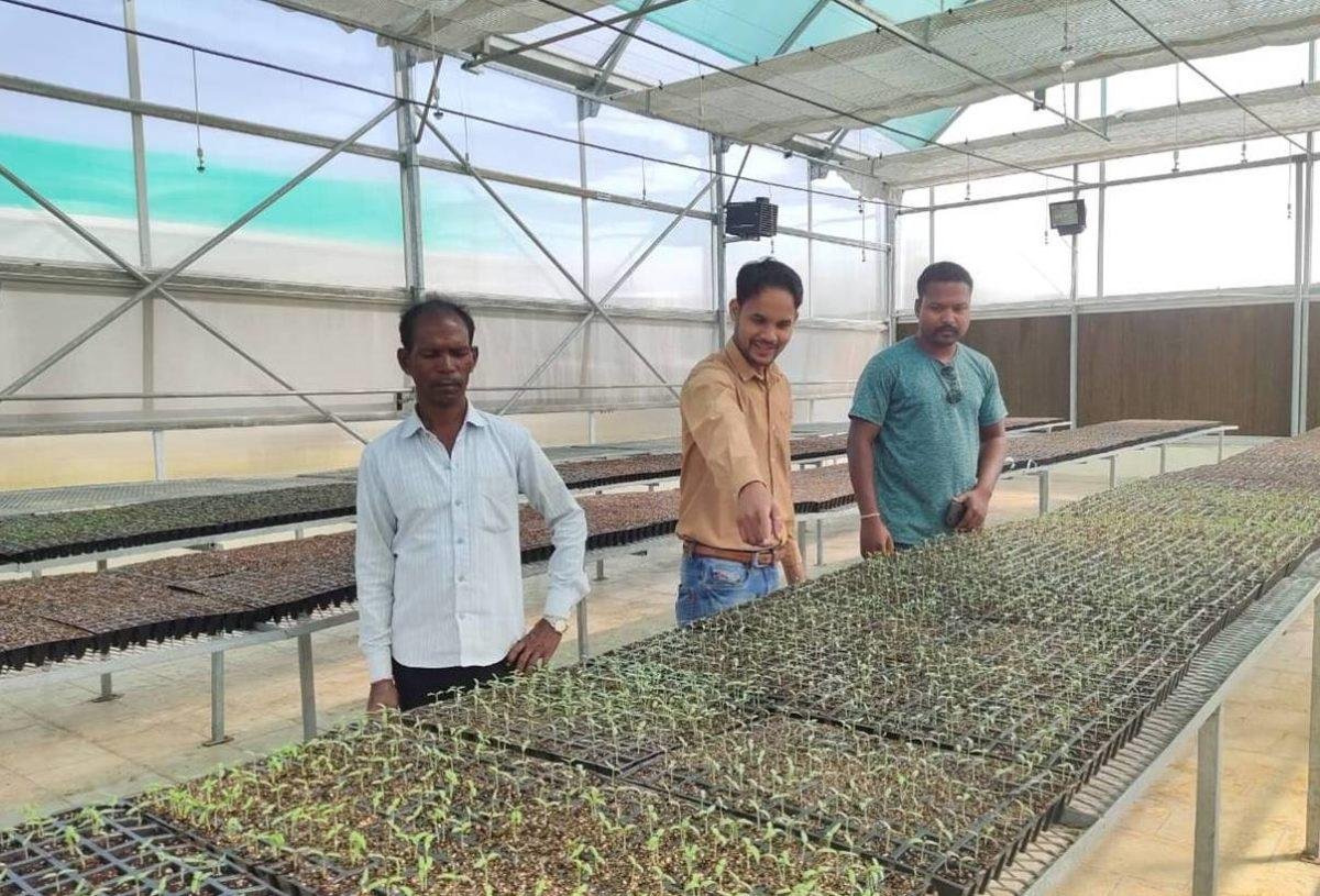 बड़े काम का है सीडलिंग यूनिट... केवल साठ पैसे में मिल रहे सब्जियों के थरहा...