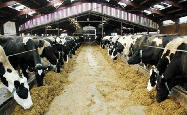 डेयरी फार्म ने बदली किस्मत