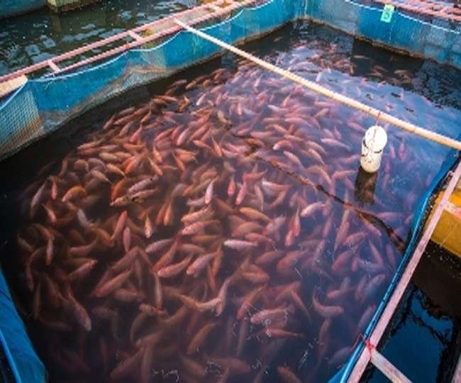 मछलीपालन