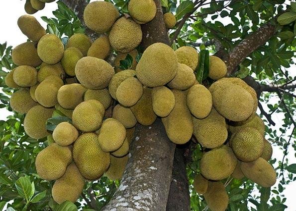 कटहल की खेती