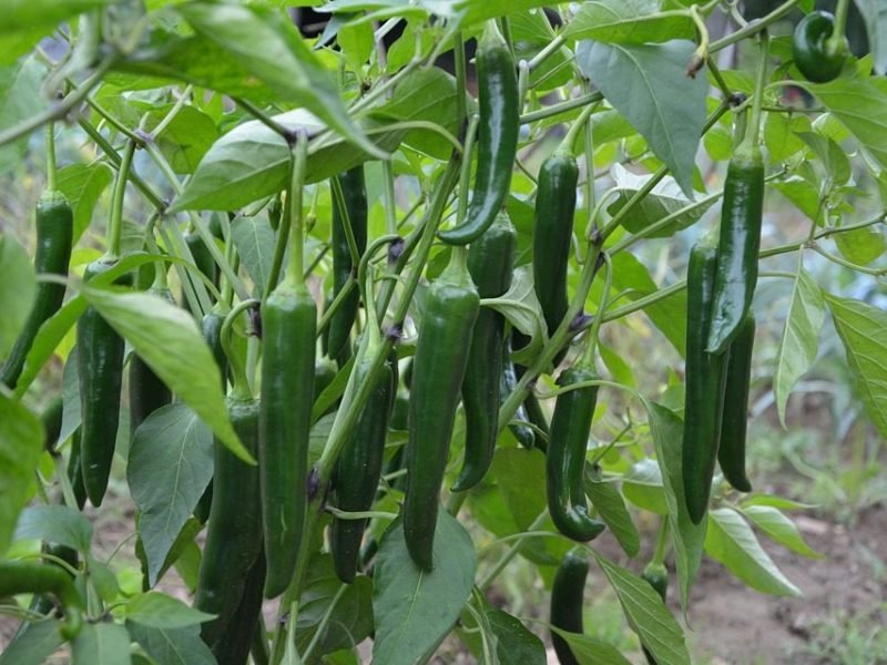 मिर्च की खेती