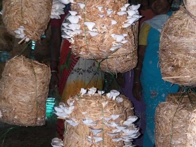 मशरूम उत्पादन से स्वावलंबन की ओर महिलाएं