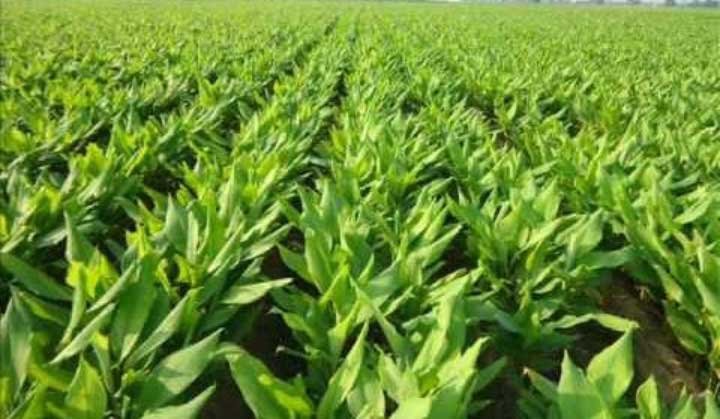 हल्दी की खेती