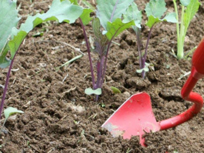 चुकंदर की खेती करने से पहले ध्यान दें इन बातों पर...