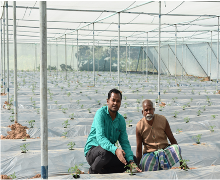 शेड नेट में परागकण उत्पादन