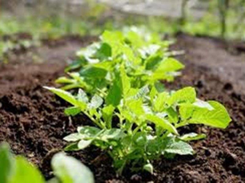 जैविक खेती