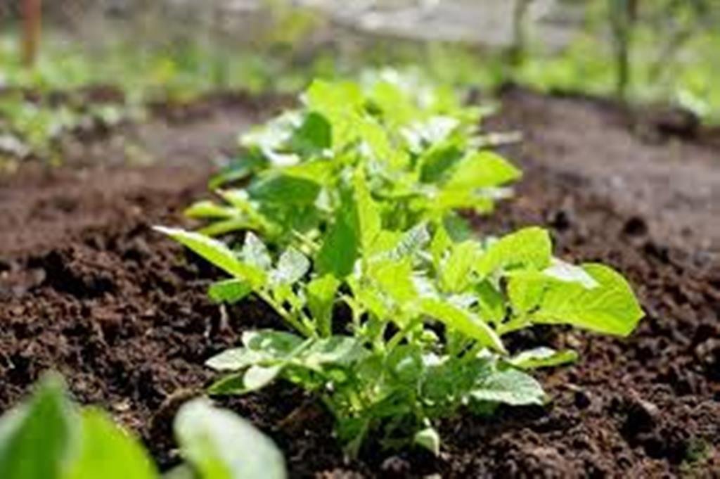 जैविक खेती