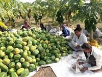 पपीते की खेती ने दिखाई आत्मनिर्भरता की राह