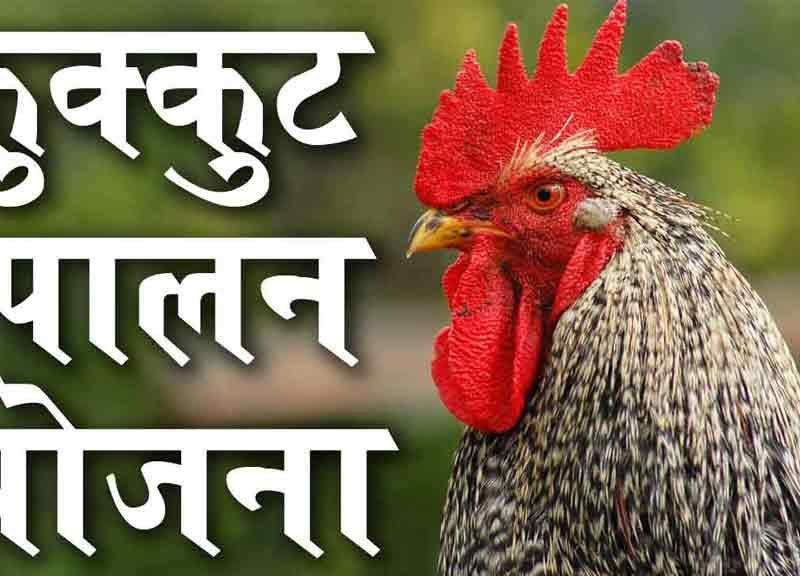 बैकयार्ड कुक्कुट पालन योजना से मिली मदद तो