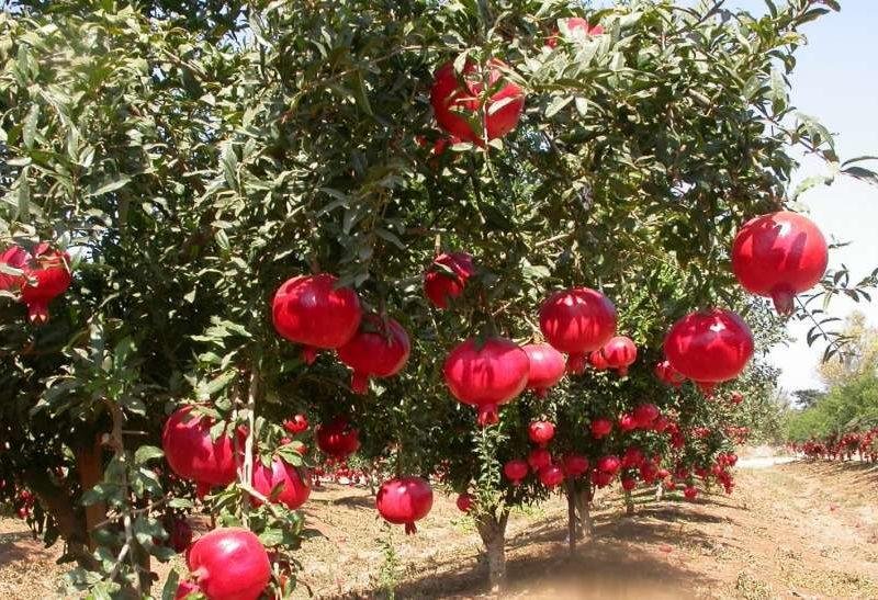 अनार की खेती