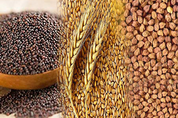 मौसम को देखते हुए किसान भाई गेहूं, चना, सरसों