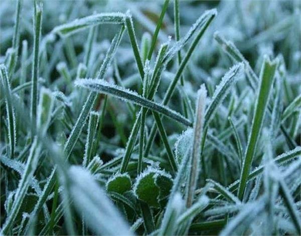 पाले से बचाव के लिए किसान करे ये उपाय