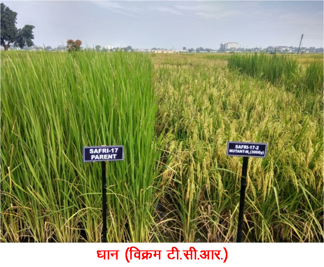 छत्तीसगढ़ में विकसित फसलों की 12 नवीन किस्मों को भारत सरकार की मंजूरी