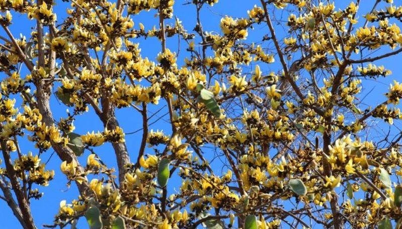 पीला-पलास