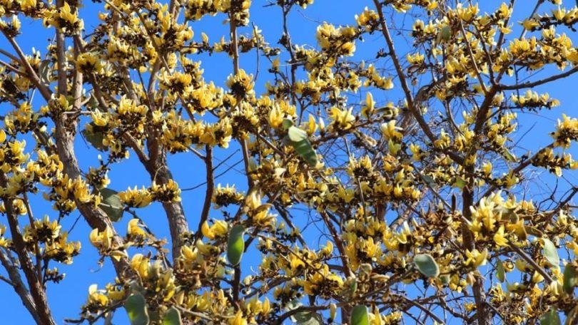 पीला-पलास