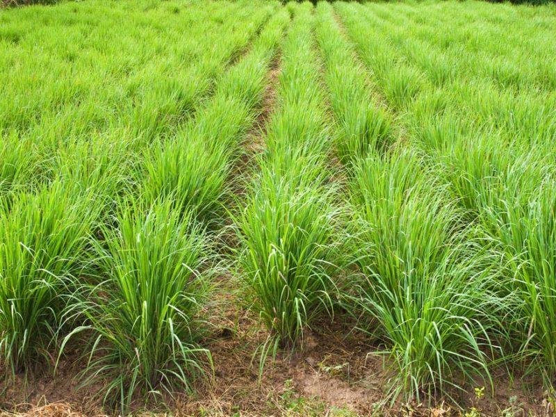 lemon grass