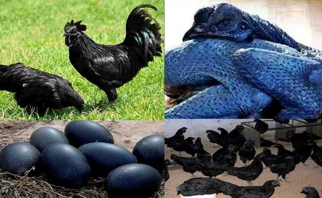 कड़कनाथ मुर्गे का पालन