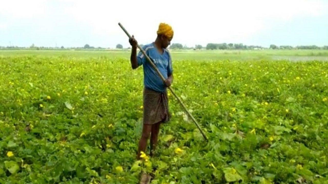 कांट्रेक्ट फॉर्मिंग से खेती बनी लाभ का व्यवसाय