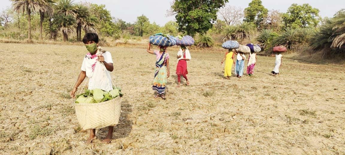 छत्तीसगढ़ में तेन्दूपत्ता संग्रहण का कार्य शुरू