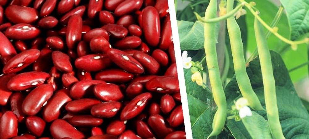 राजमा की खेती और किस्में