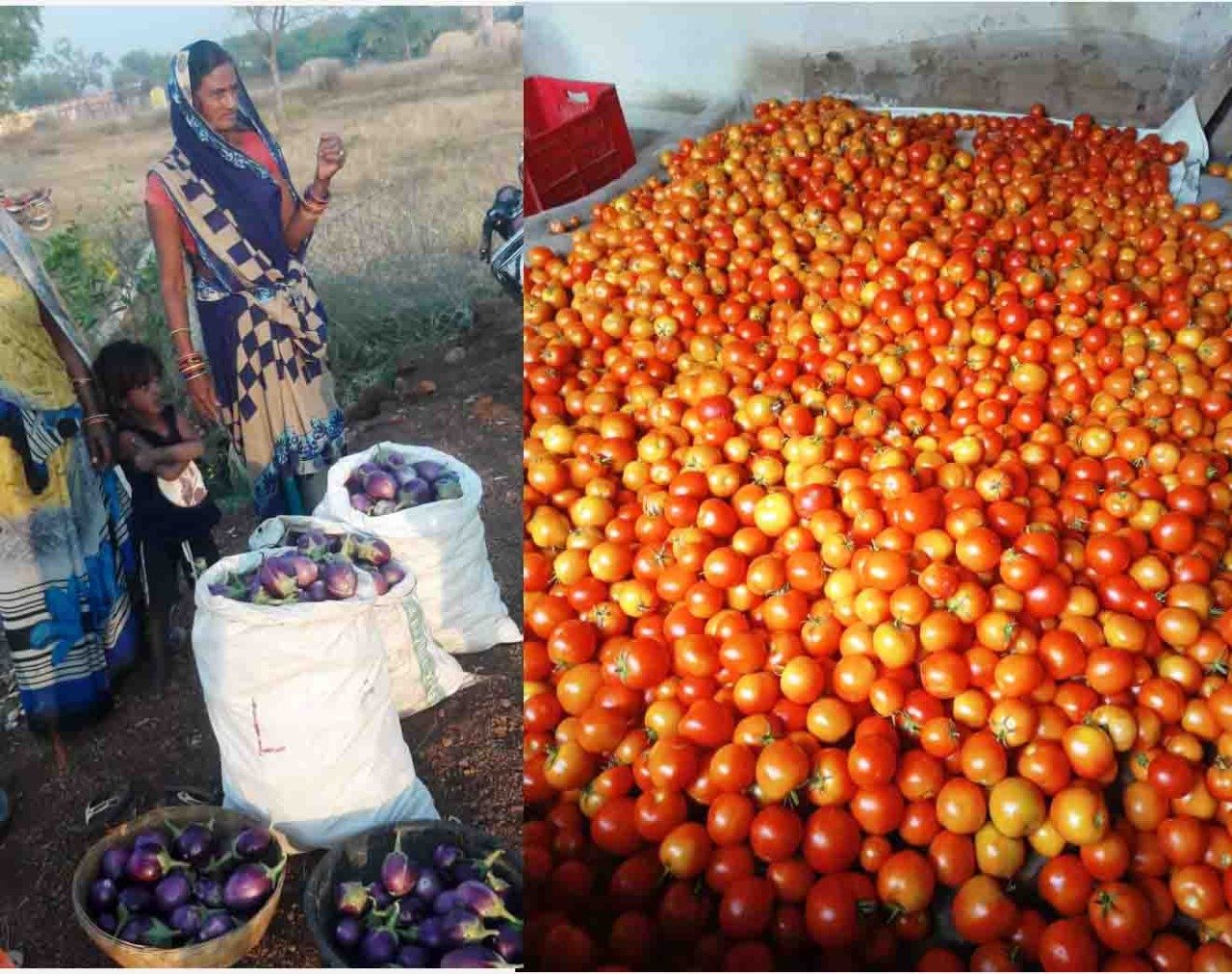 कम्युनिटी फार्मिंग से बम्हनी की महिलाओं को मिल रहा है रोजगार