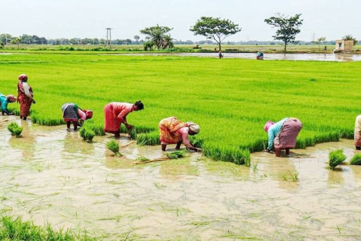 छग : 3 लाख हेक्टेयर में हो चुकी खरीफ फसलों की बुआई