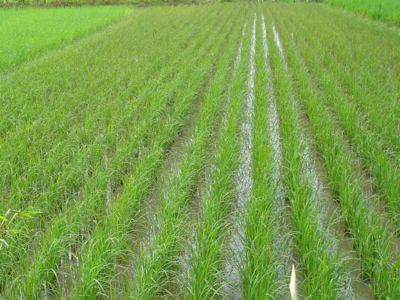 धान की आधुनिक तकनीक