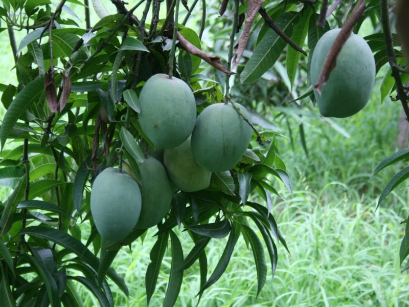 ग्राफ्टिंग से तैयार की जा रही आम की उन्नत प्रजातियां