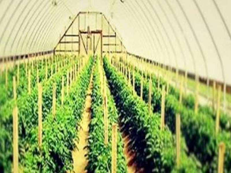 उद्यानिकी फसल लेने वाले किसान 15 जुलाई तक करा सकते हैं बीमा