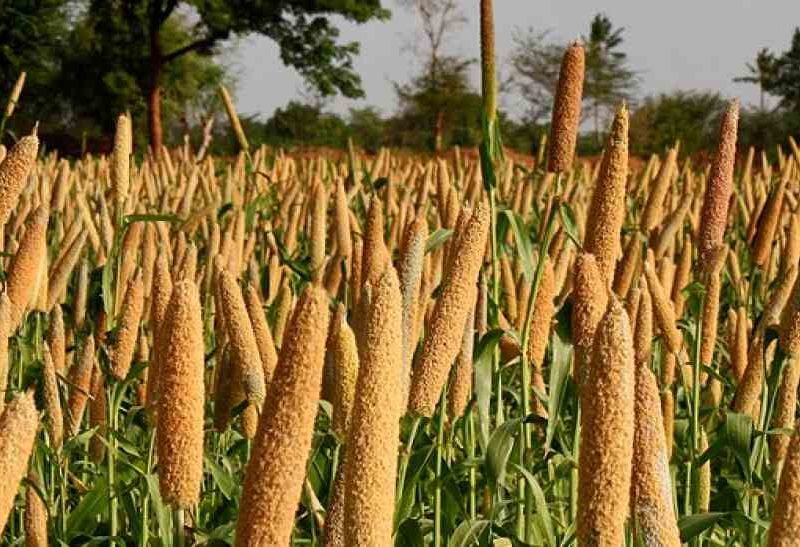 आयरन का बड़ा स्रोत है बाजरा ऐसे करें खेती तो होगा मुनाफा