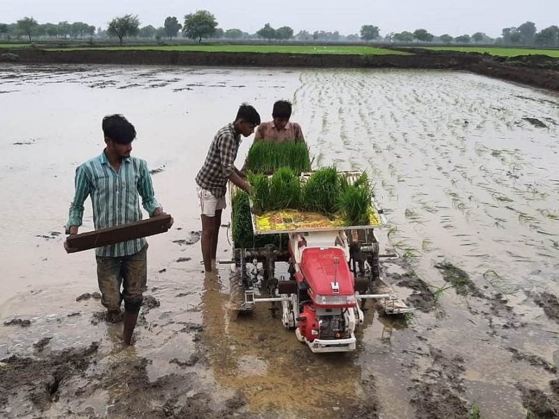 पैडी ट्रांसप्लॉटर मशीन से धान की रोपाई की ओर बढ़ रहा किसानों का रूझान