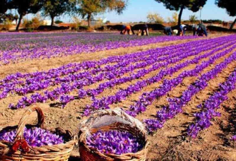 केसर की खेती