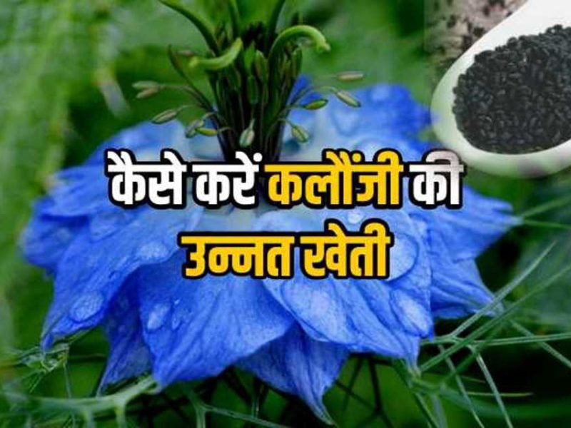 पौष्टिकता के साथ औषधीय गुणों से भरे कलौंजी की खेती