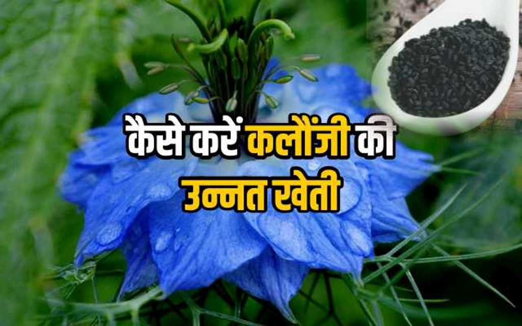 पौष्टिकता के साथ औषधीय गुणों से भरे कलौंजी की खेती