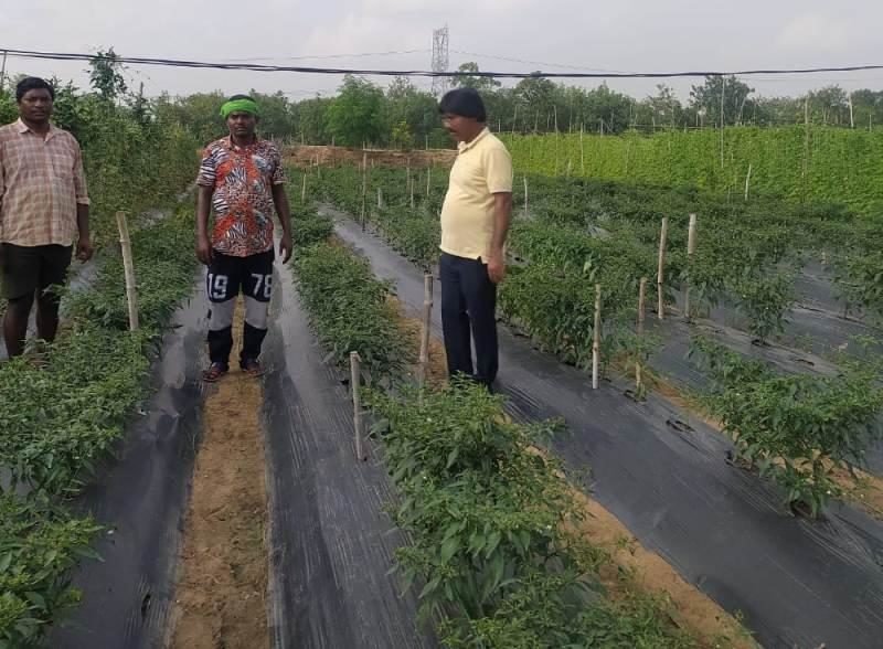 सरकारी योजना का लाभ लेकर सब्जी की खेती