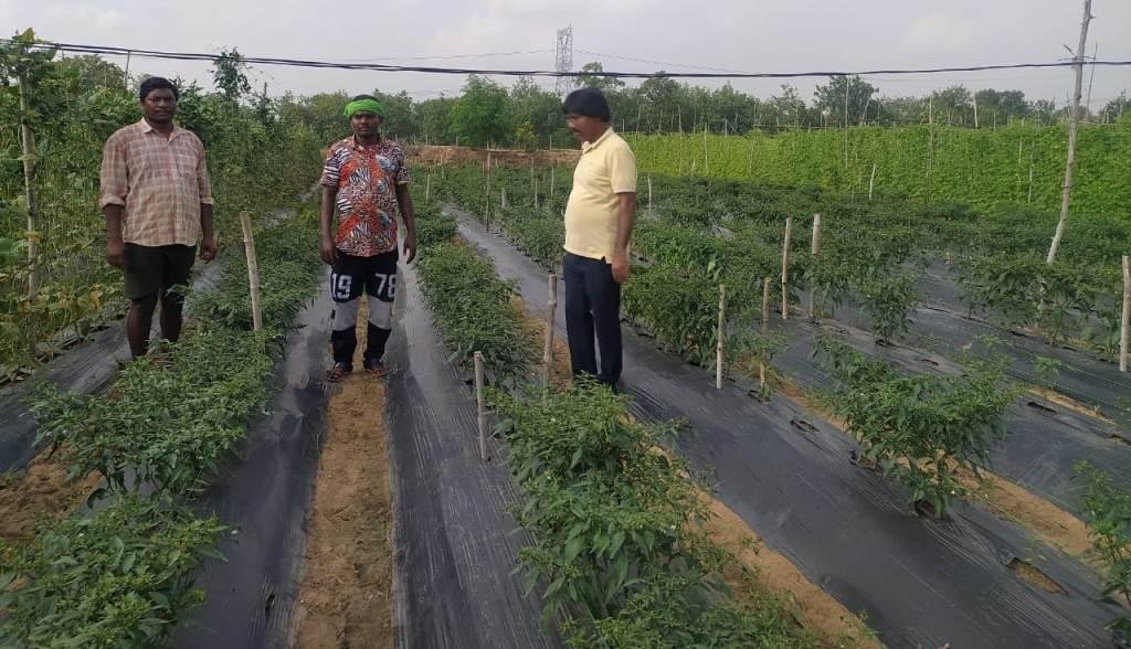 सरकारी योजना का लाभ लेकर सब्जी की खेती