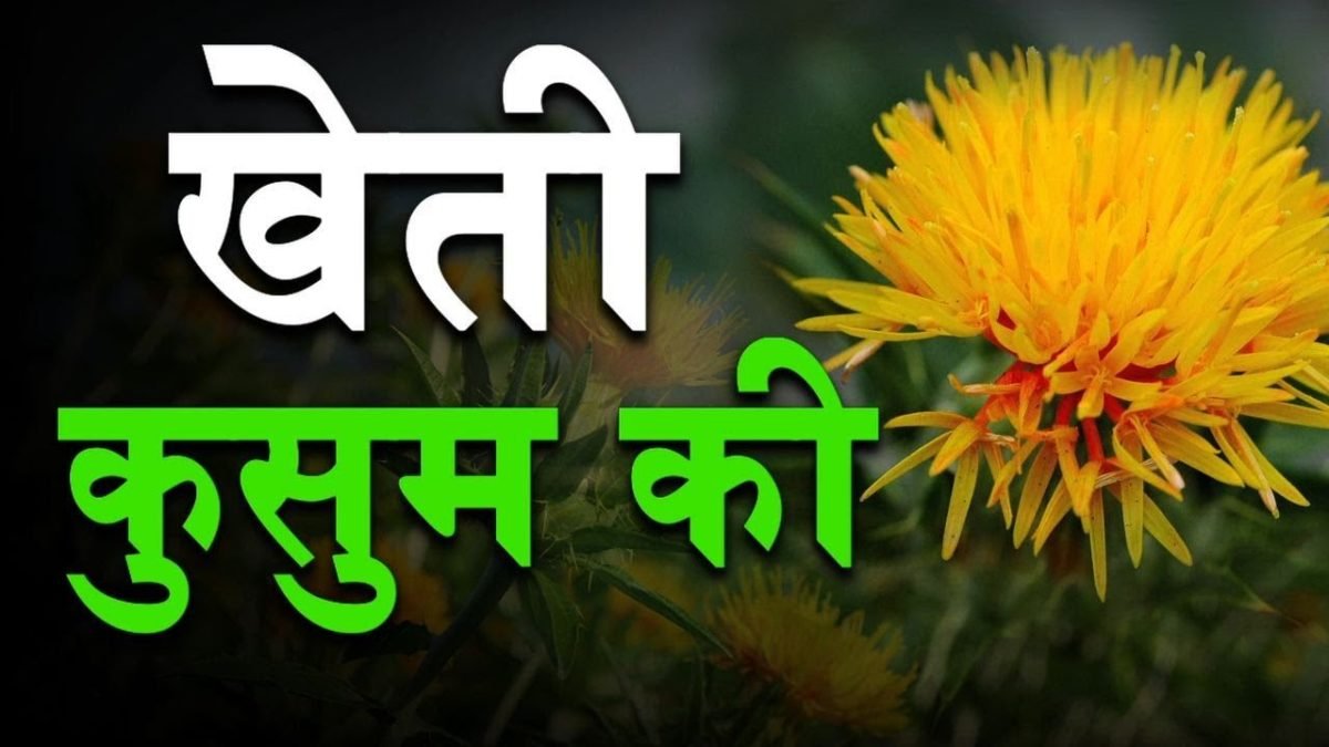 कुसुम की खेती