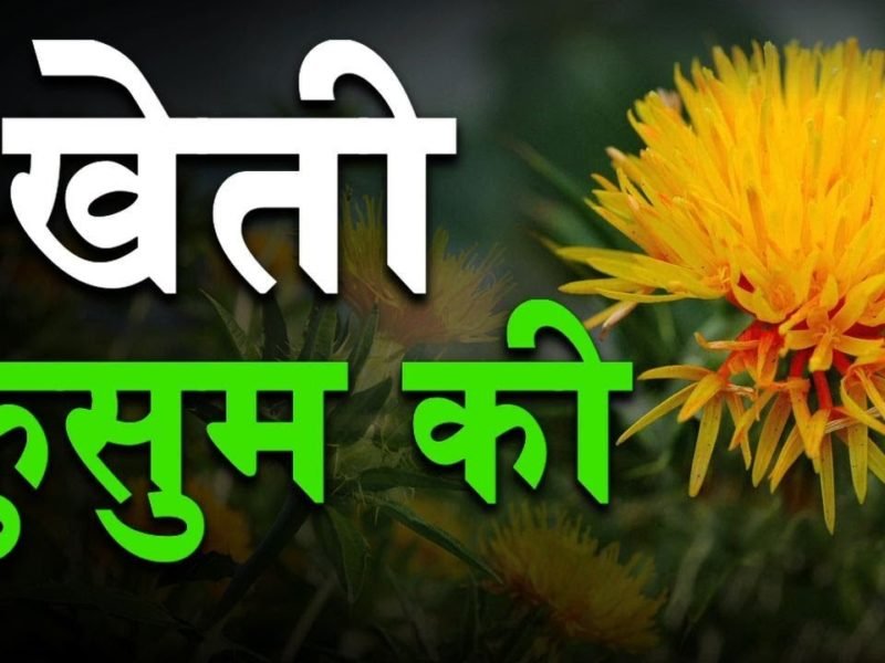 कुसुम की खेती