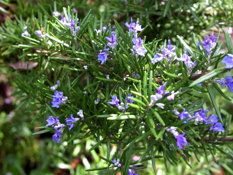 गुलमेहंदी खेती