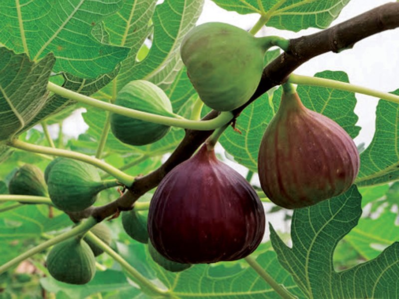 अंजीर की खेती