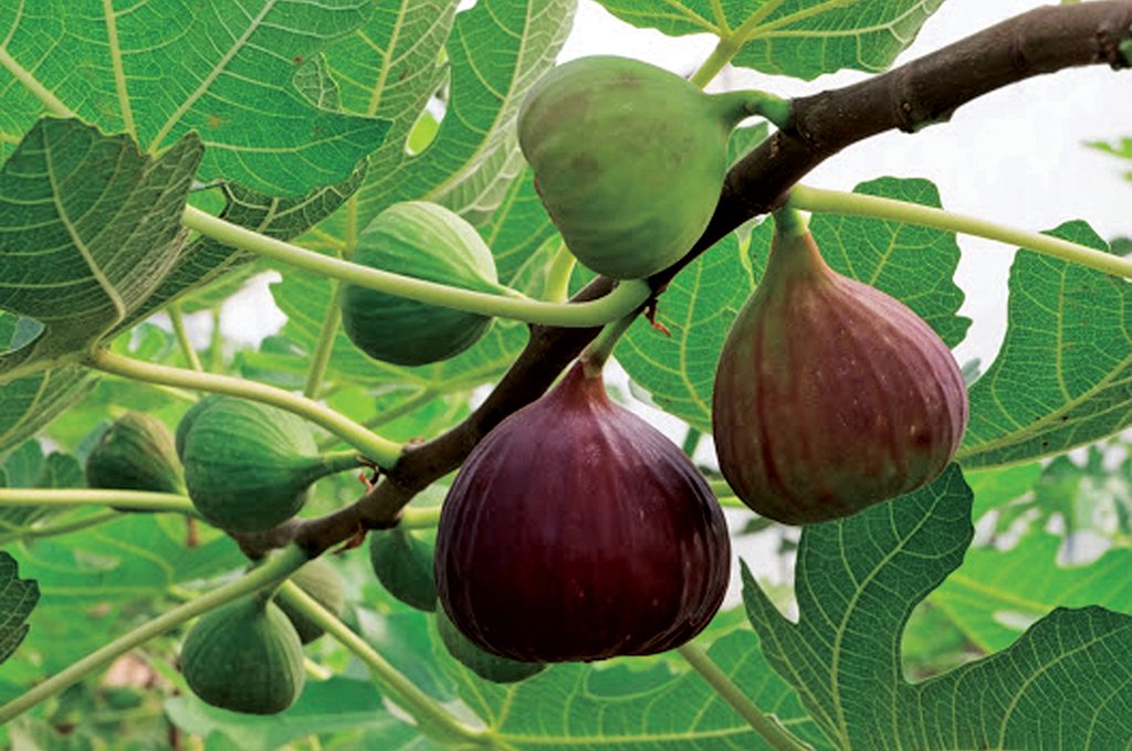 अंजीर की खेती