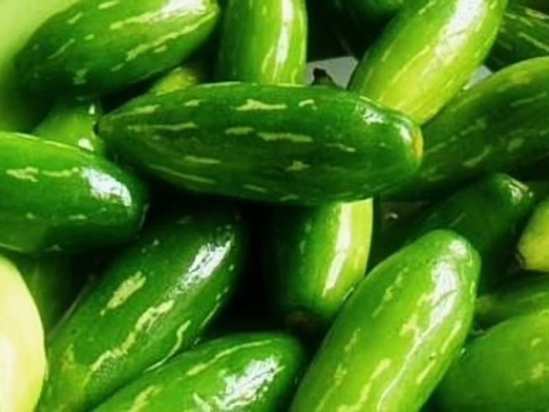 कुंदरू की खेती