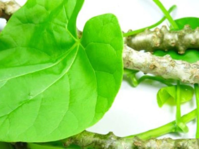 गिलोय की खेती