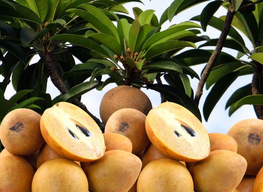 चीकू की खेती