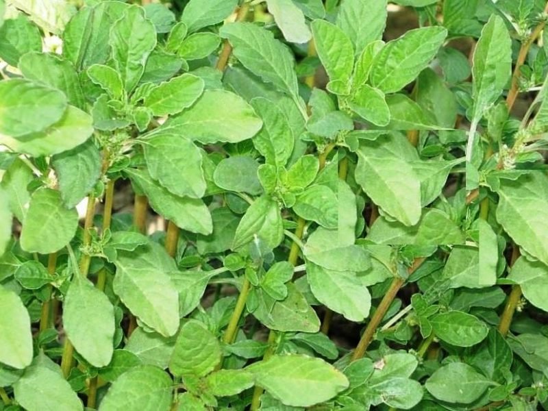 चौलाई भाजी