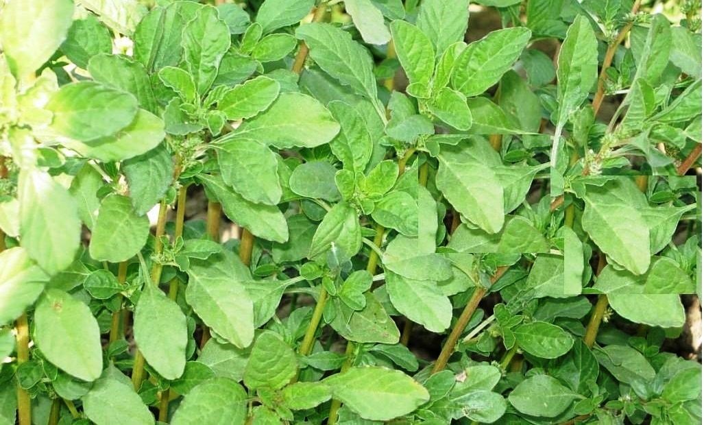 चौलाई भाजी