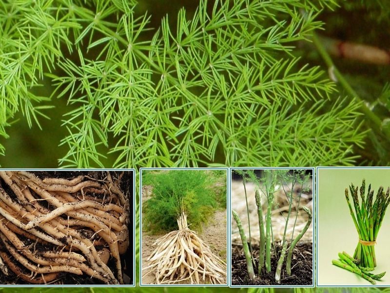 शतावरी की खेती