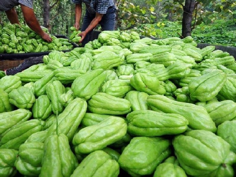 चायोट की खेती और व्यापारिक लाभ